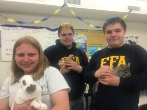 Three students hold rabbits, chinchillas and a duck