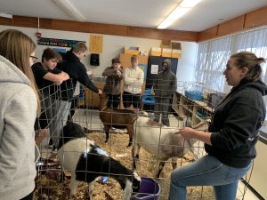 High school students getting acquainted with some of the dairy goats that were part of the sonogram lesson in their AG classroom.